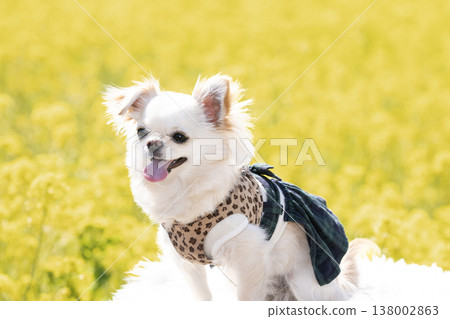 Mugi the Chihuahua smiling in a field of rapeseed flowers. 138002863