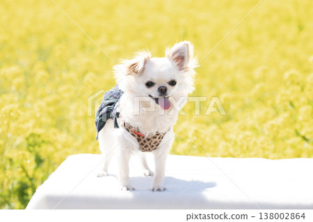 一片油菜花田，籃子裡裝著吉娃娃犬Mugi-chan。 138002864