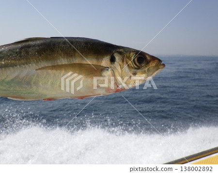 Caught horse mackerel Caught horse mackerel 138002892