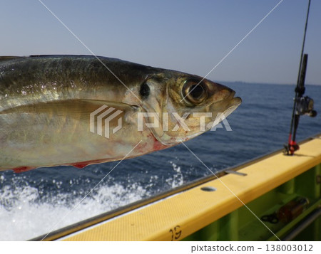 竹莢魚被捕獲 竹莢魚被捕獲 138003012