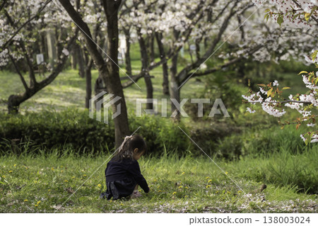女孩在櫻花公園玩 138003024