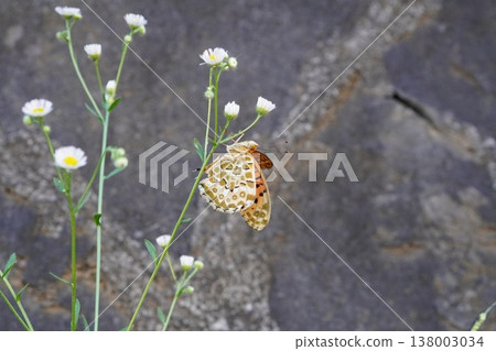 Black-tipped butterfly (2) 138003034