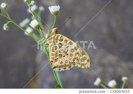 Black-tipped butterfly ① 138003035