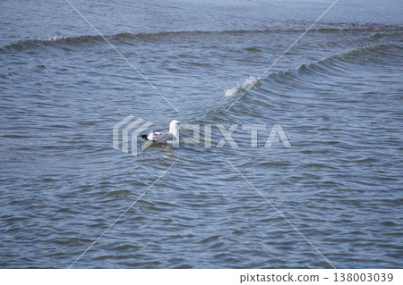 Seagulls floating Seagulls floating 138003039