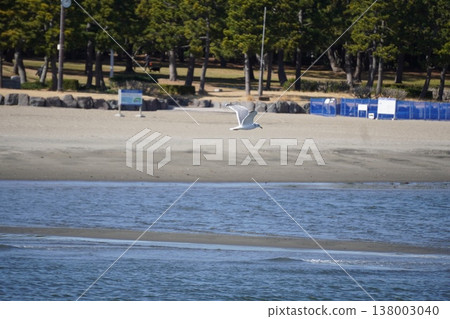 Seagulls flew 138003040