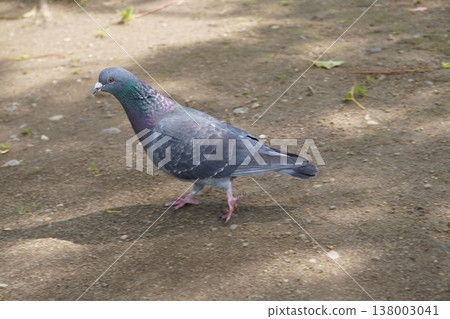 A walk with a rock dove A walk with a rock dove 138003041