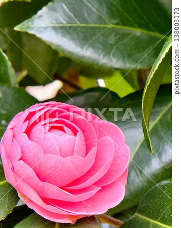 A close-up of a fully bloomed pink camellia (Otome Tsubaki). A close-up of a fully bloomed pink camellia (Otome Tsubaki). 138003173