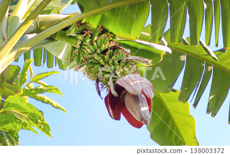 Banana blossom and a full bunch of bananas growing naturally on a tree in a lush garden. Banana blossom and a full bunch of bananas growing naturally on a tree in a lush garden. 138003372