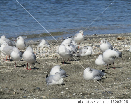 Black-headed gulls, winter migratory birds, on the sandy beach of Kemigawahama. 138003408