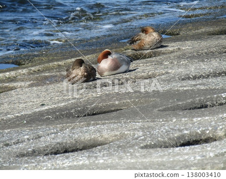 Eurasian Wigeon resting on the Kemigawahama seawall 138003410