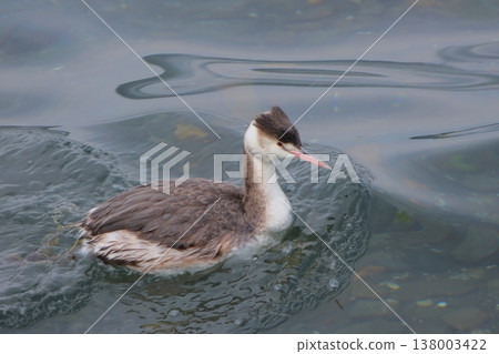 Great Crested Grebe and the Sea Surface 138003422
