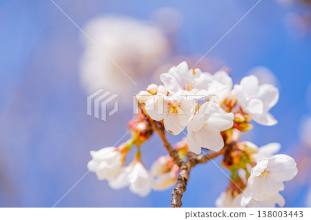 Ito Cherry Blossoms at Omuroyama and Sakura no Sato in Ito City 138003443