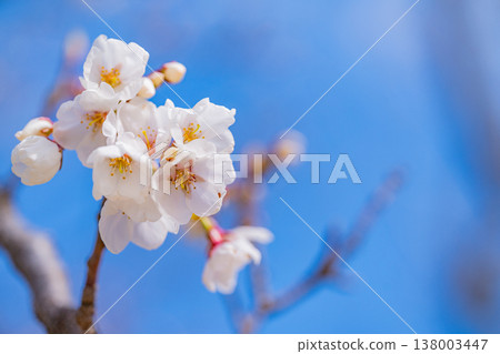 Ito Cherry Blossoms at Omuroyama and Sakura no Sato in Ito City Ito Cherry Blossoms at Omuroyama and Sakura no Sato in Ito City 138003447