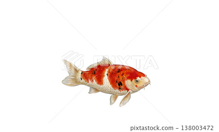 A single koi carp stands out against a white background; a realistic, traditional Japanese ornamental fish illustration (with white space). 138003472
