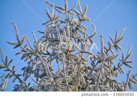 photo of a pine tree covered in frost photo of a pine tree covered in frost 138003830