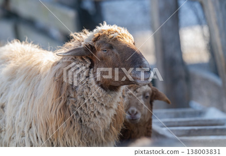 photo of a sheep photo of a sheep 138003831