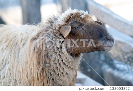 photo of a sheep 138003832