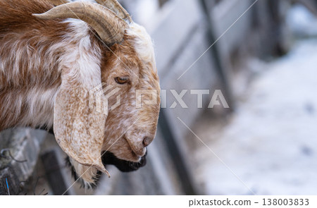 photo of a red goat photo of a red goat 138003833