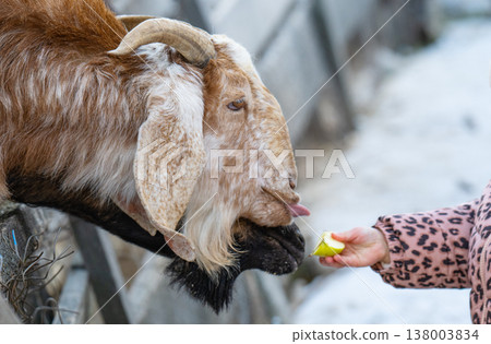 photo of a red goat 138003834