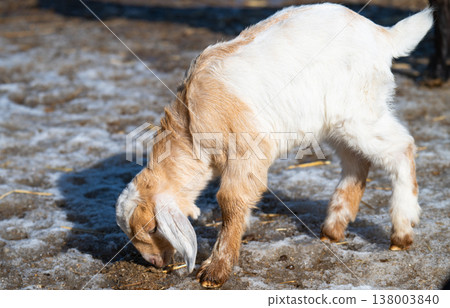 a little goat a little goat 138003840