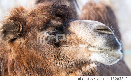 photo of a camel photo of a camel 138003841