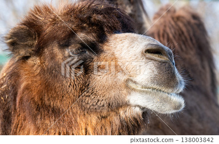 photo of a camel photo of a camel 138003842