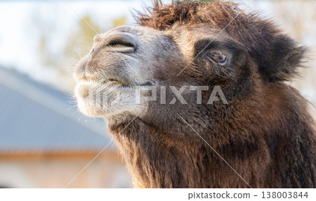 photo of a camel 138003844