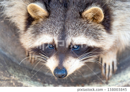 raccoon in a park raccoon in a park 138003845