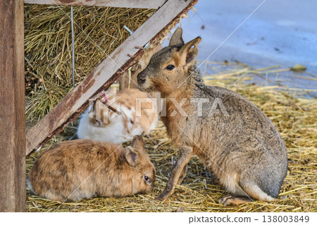 A Patagonian mara ((Dolichotis patagonum) rests A Patagonian mara ((Dolichotis patagonum) rests 138003849