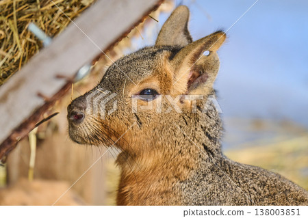 A Patagonian mara ((Dolichotis patagonum) rests A Patagonian mara ((Dolichotis patagonum) rests 138003851