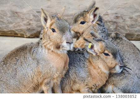 A Patagonian mara ((Dolichotis patagonum) rests A Patagonian mara ((Dolichotis patagonum) rests 138003852