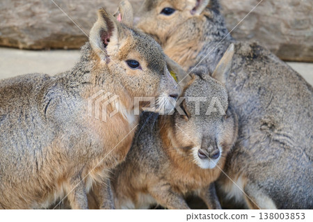 A Patagonian mara ((Dolichotis patagonum) rests A Patagonian mara ((Dolichotis patagonum) rests 138003853