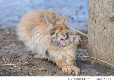 A photo of a rabbit yawning A photo of a rabbit yawning 138003854