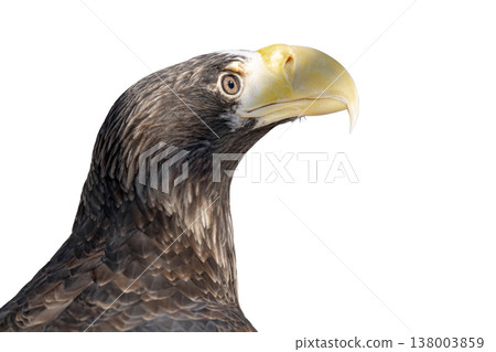 eagle isolated on a white background eagle isolated on a white background 138003859