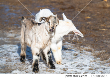 little goats on a farm 138003866