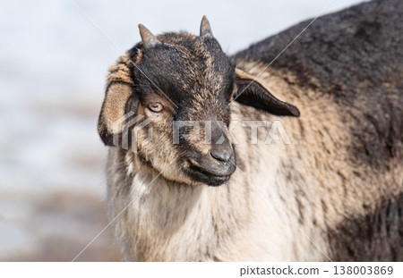 little goats on a farm little goats on a farm 138003869