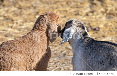 little goats on a farm little goats on a farm 138003870