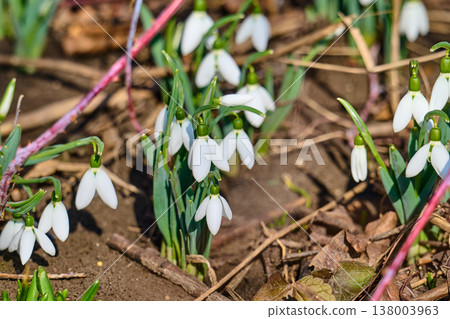 first spring snowdrop flowers in the spring 138003963