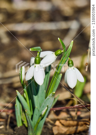 first spring snowdrop flowers in the spring first spring snowdrop flowers in the spring 138003964