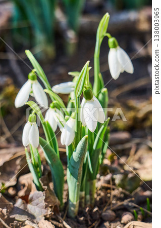 first spring snowdrop flowers in the spring first spring snowdrop flowers in the spring 138003965