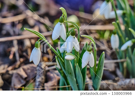 first spring snowdrop flowers in the spring first spring snowdrop flowers in the spring 138003966