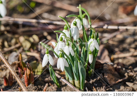 first spring snowdrop flowers in the spring first spring snowdrop flowers in the spring 138003967
