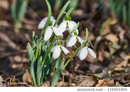 first spring snowdrop flowers in the spring first spring snowdrop flowers in the spring 138003969