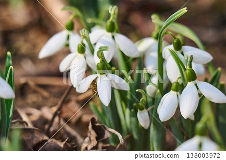 first spring snowdrop flowers in the spring first spring snowdrop flowers in the spring 138003972