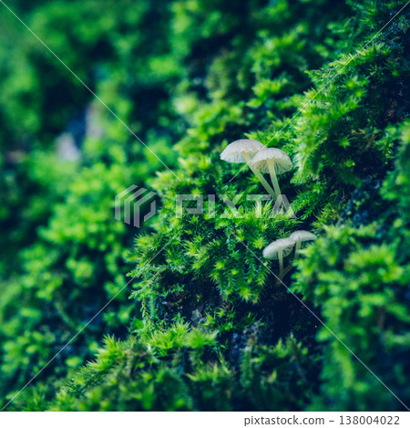 Beautiful small inedible mushrooms on a tree in green moss. Beautiful green natural macro landscape with mushrooms. Inedible mushrooms. Macro photography group of  mushrooms on the tree. Wild nature 138004022
