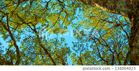 Big beautiful tree with a long branches against blue sky. Beautiful wild nature. Low angle view to the tree trunk with the long branches and fresh new leaves, textured bark. Beautiful Spring season Big beautiful tree with a long branches against blue sky. Beautiful wild nature. Low angle view to the tree trunk with the long branches and fresh new leaves, textured bark. Beautiful Spring season 138004023