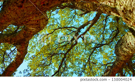Big beautiful tree with a long branches against blue sky. Beautiful wild nature. Low angle view to the tree trunk with the long branches and fresh new leaves, textured bark. Beautiful Spring season Big beautiful tree with a long branches against blue sky. Beautiful wild nature. Low angle view to the tree trunk with the long branches and fresh new leaves, textured bark. Beautiful Spring season 138004024