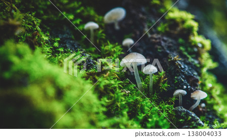Beautiful small inedible mushrooms on a tree in green moss. Beautiful green natural macro landscape with mushrooms. Inedible mushrooms. Macro photography group of mushrooms on the tree. Wild nature Beautiful small inedible mushrooms on a tree in green moss. Beautiful green natural macro landscape with mushrooms. Inedible mushrooms. Macro photography group of mushrooms on the tree. Wild nature 138004033