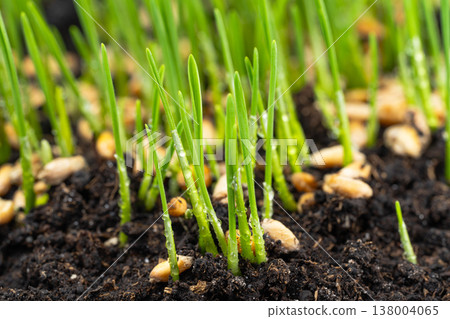 photo of growing green wheat 138004065
