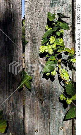 Green hops on a gray fence. Screensaver, background, wallpaper Green hops on a gray fence. Screensaver, background, wallpaper 138004219